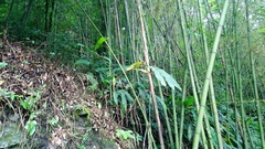 Alpinia sessiliflora