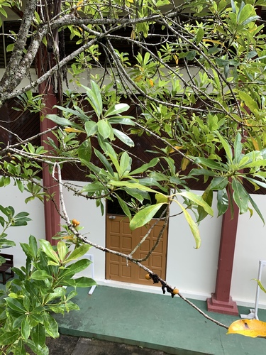 Image of Pittosporum resiniferum by (c) 呂一起(Lu i-chi), some rights reserved (CC BY)