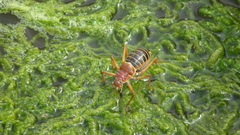 Hemihetrodes bachmanni