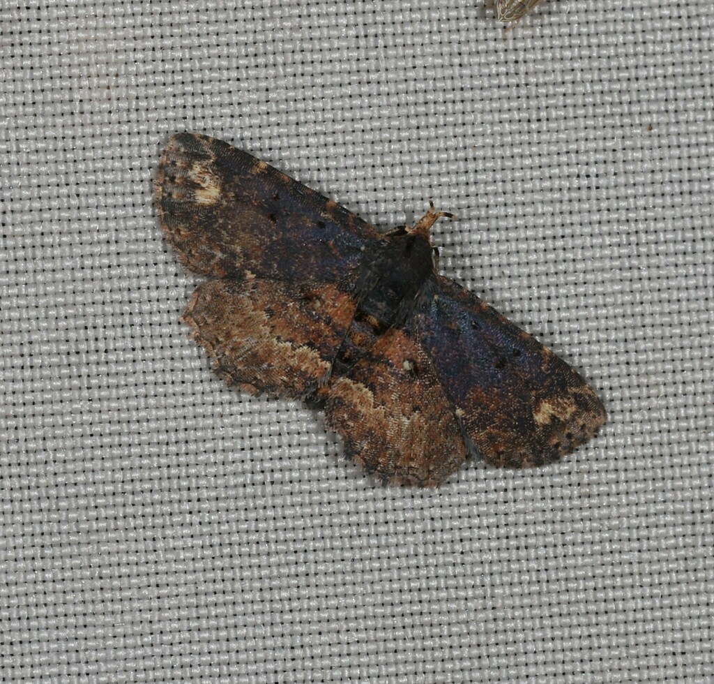 Artigisa acrospila
