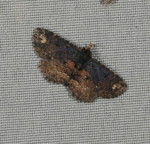 Artigisa acrospila