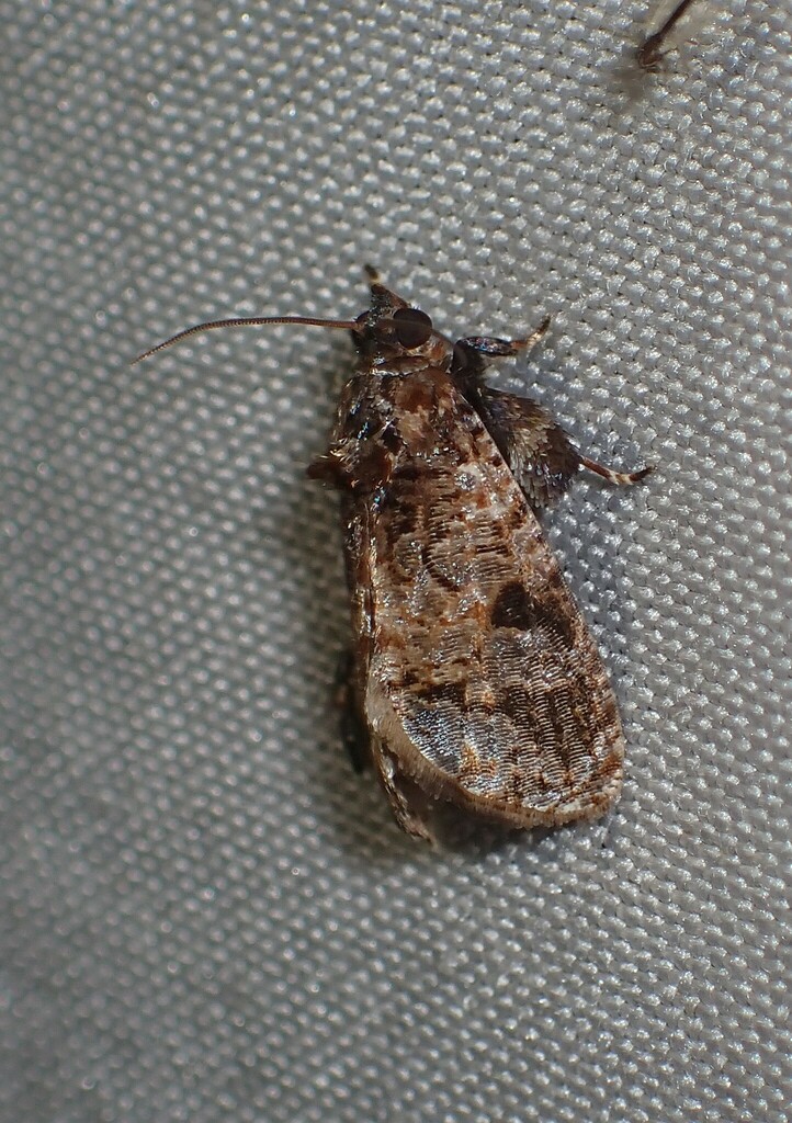 Cryptaspasma brachyptycha