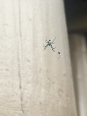 Leucauge argyrobapta image