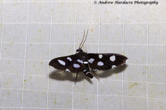 Bocchoris