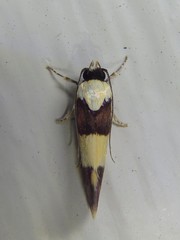 Telecrates laetiorella