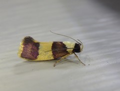 Telecrates laetiorella