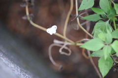 Leptosia nina niobe