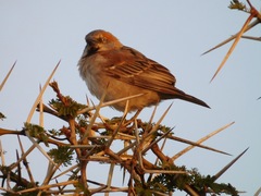 Passer rufocinctus