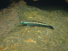 Stiphodon atropurpureus