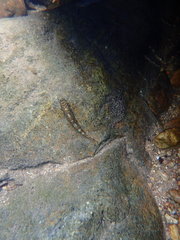 Liniparhomaloptera disparis