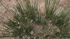 Afroscirpoides dioeca