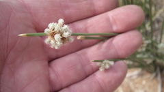 Afroscirpoides dioeca