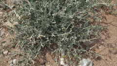 Manochlamys albicans