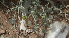 Manochlamys albicans