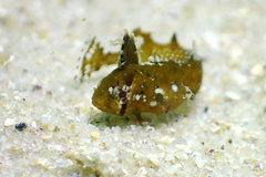 Heteroclinus