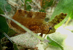 Cristiceps aurantiacus