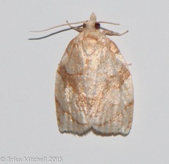 Adoxophyes negundana