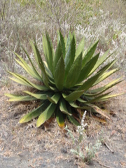 Agave maximiliana
