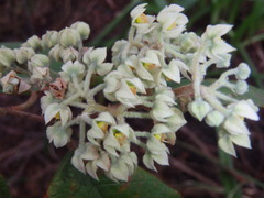 Seringia arborescens