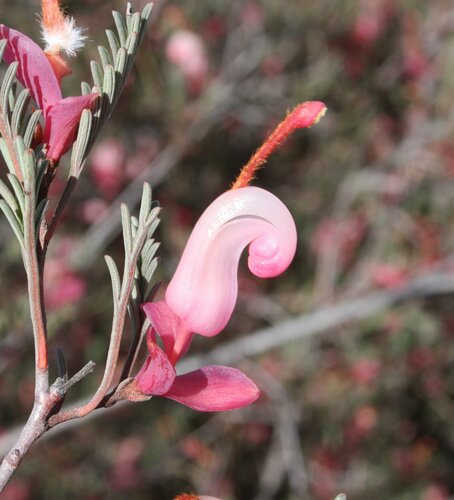 Lake Varley Grevillea (Grevillea involucrata)