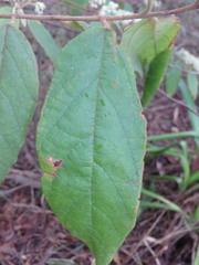 Seringia arborescens