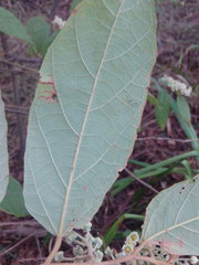 Seringia arborescens