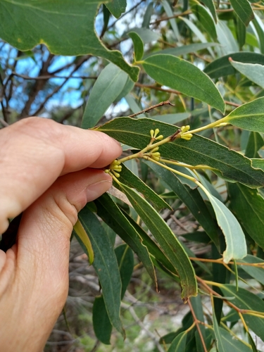 Bass Peppermint (Eucalyptus willisii)