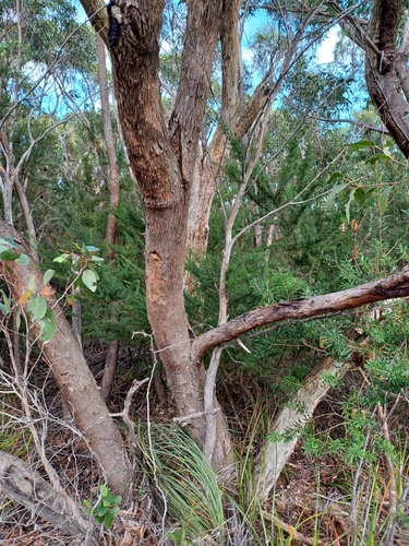 Image of Eucalyptus willisii by (c) Peter Crowcroft, some rights reserved (CC BY)