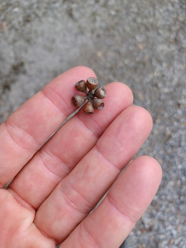 Image of Eucalyptus willisii by (c) Peter Crowcroft, some rights reserved (CC BY)