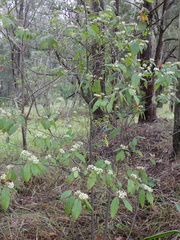 Seringia arborescens