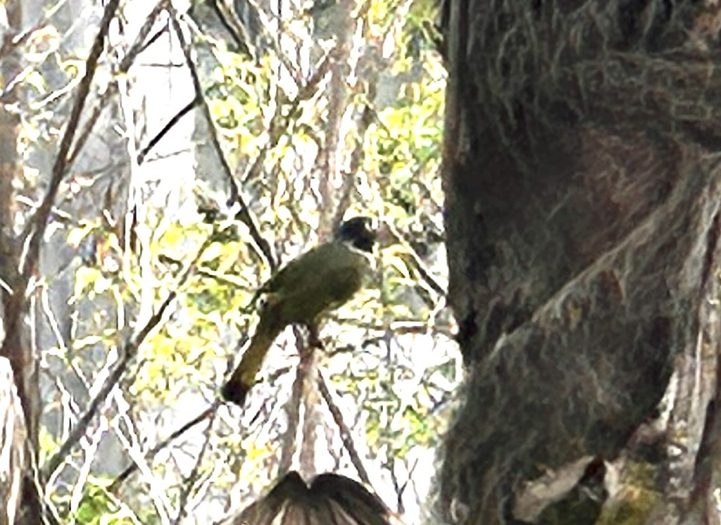 Collared Finchbill
