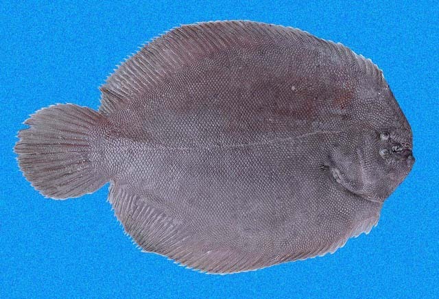 Pacific Lined Sole