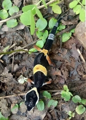 Eublepharis hardwickii