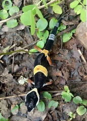 Eublepharis hardwickii