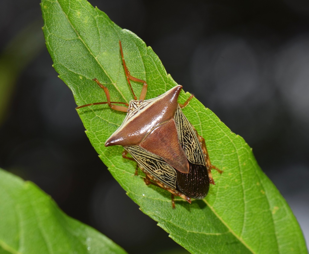 Edessa reticulata