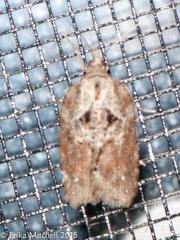 Acleris celiana