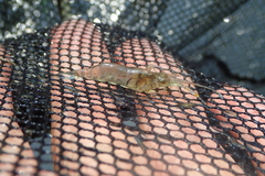 Macrobrachium nipponense
