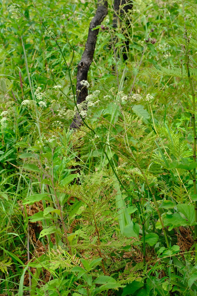 Pimpinella huillensis