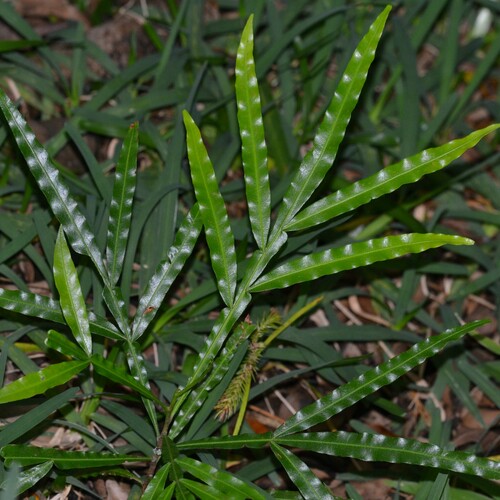 Filicium decipiens