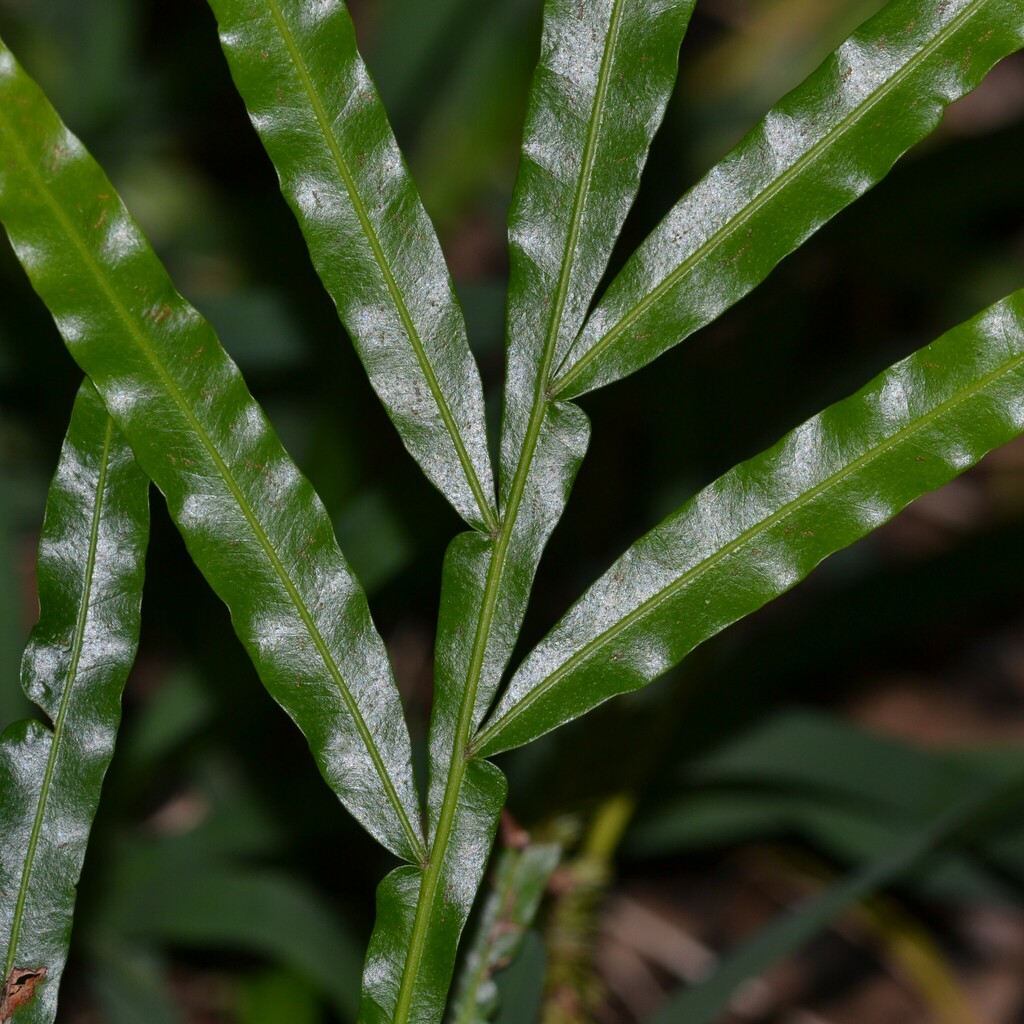 fern tree (Filicium decipiens) - Botanical Realm
