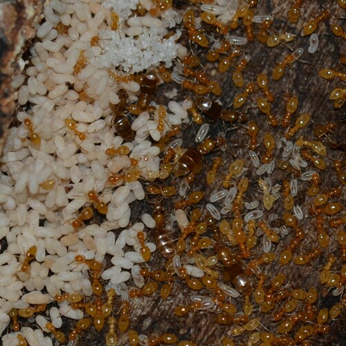 Little Yellow Ant photo 4