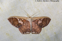 Zythos avellanea