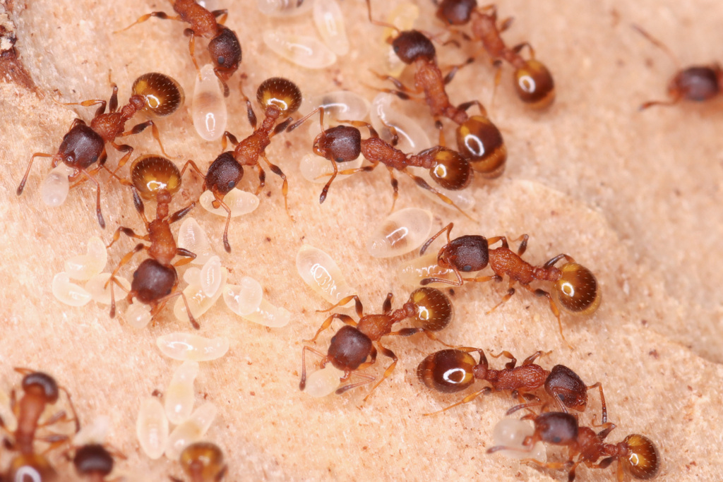 Temnothorax affinis