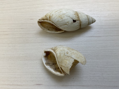 Placostylus ambagiosus ambagiosus, 2023-03-15