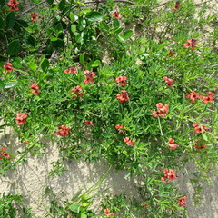 Indigofera candicans