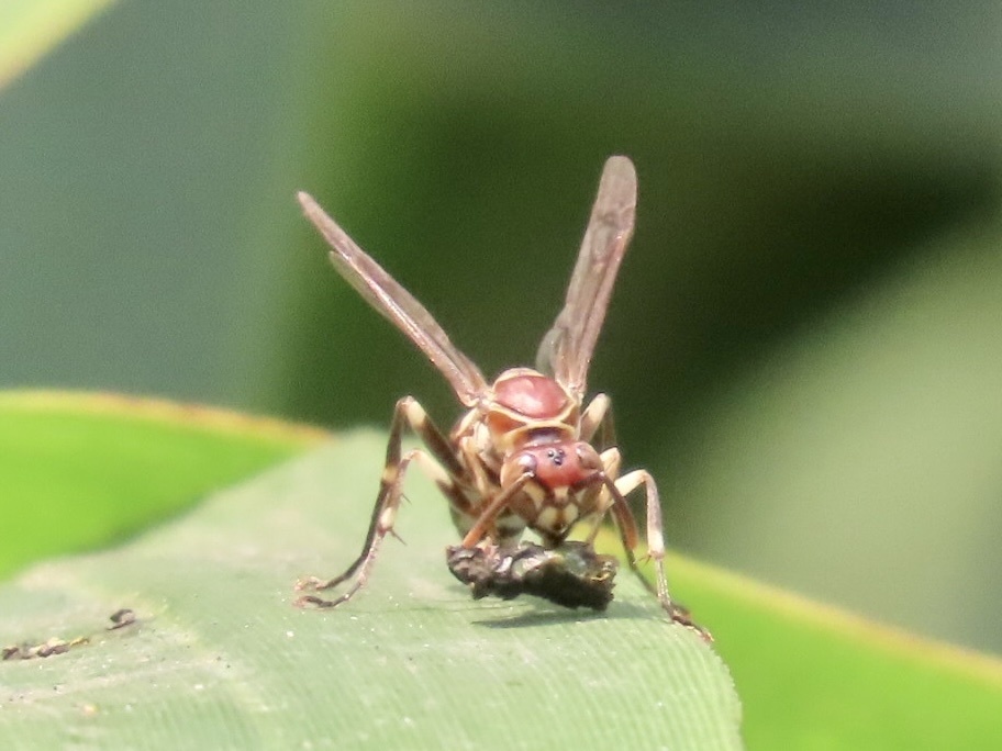 Parapolybia nodosa