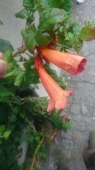 Campsis radicans