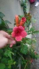 Campsis radicans