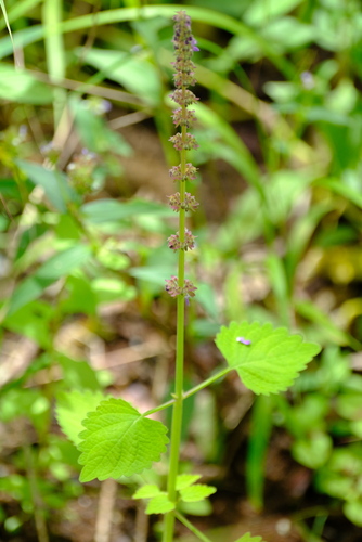 Coleus shirensis image