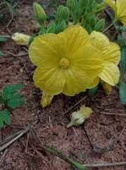 Eureiandra fasciculata image